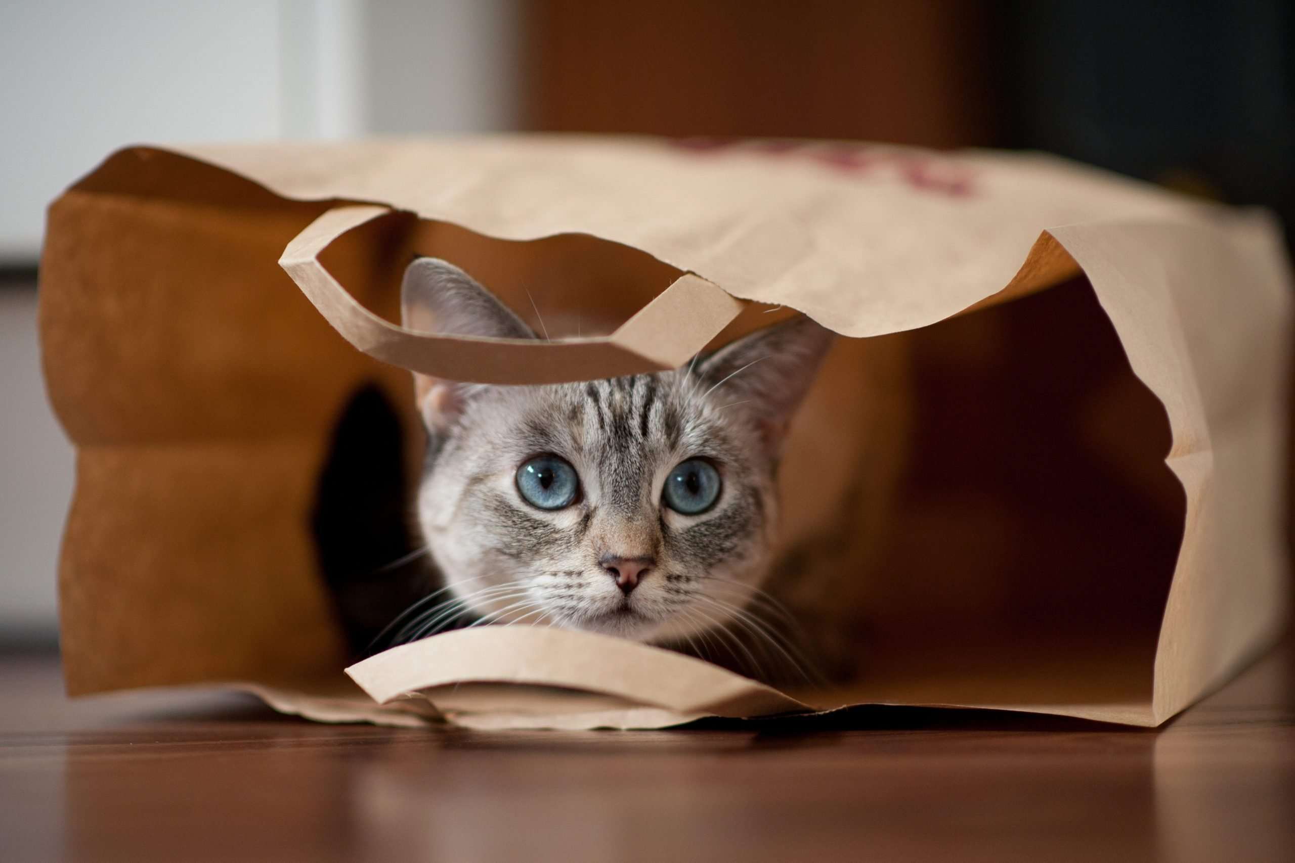 Why Do We Say "Let the Cat Out of the Bag"?