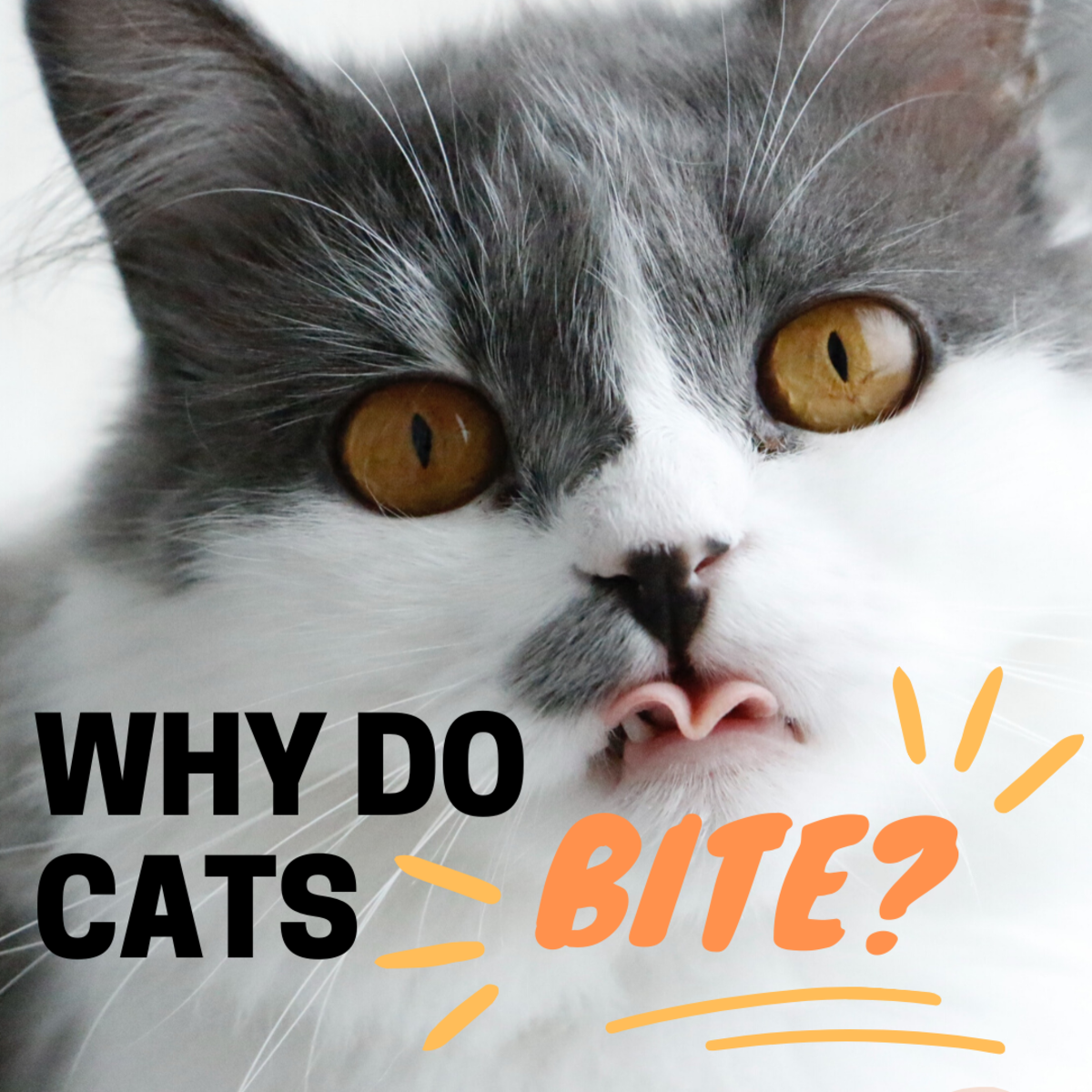 Why Does My Cat Bite Me? Tips for How to Stop It