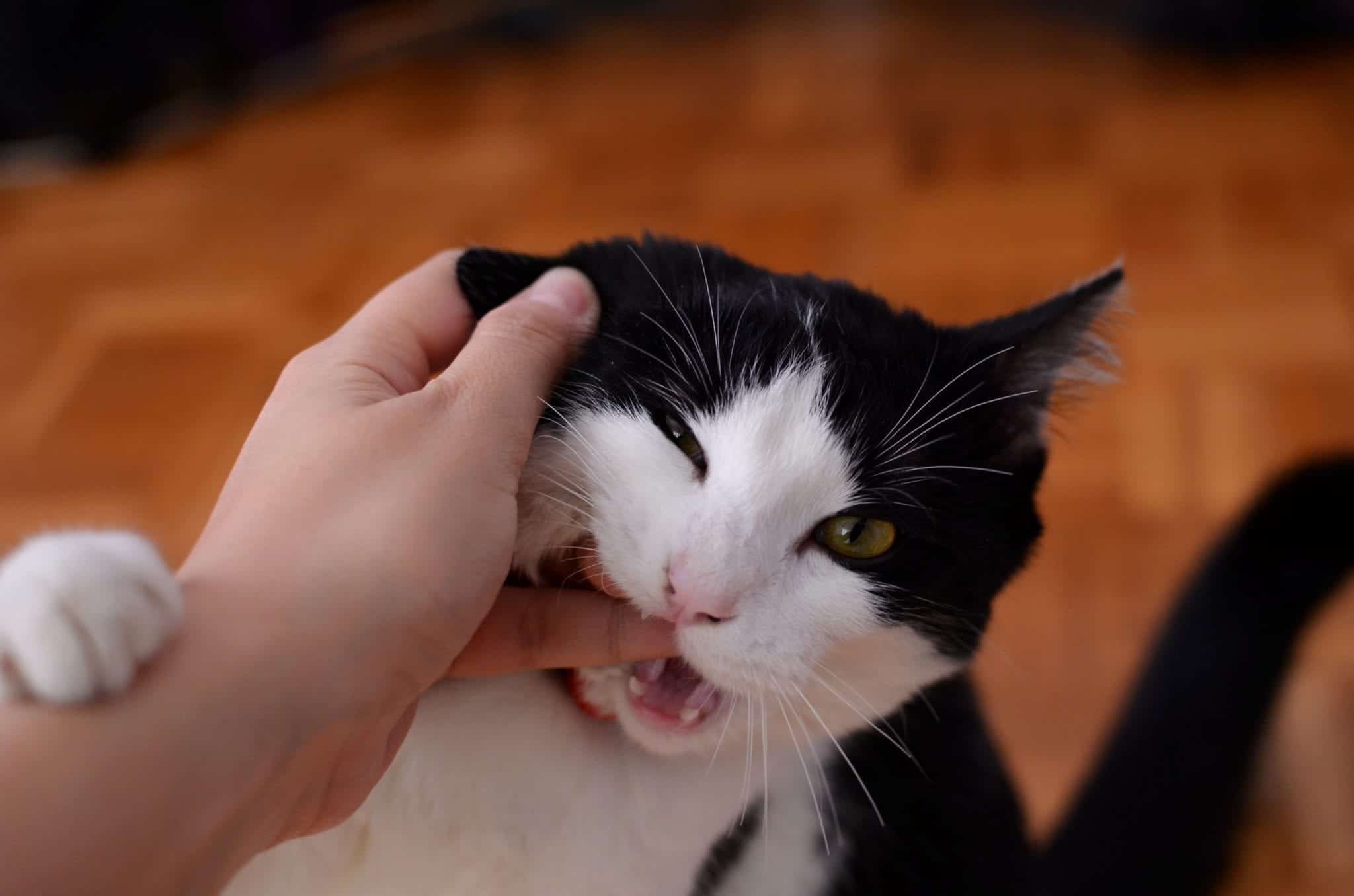 Why Does My Cat Bite Me When I Pet Him?