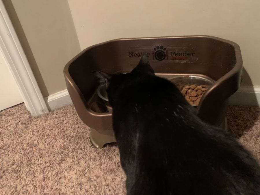 Why Does My Cat Eat Dog Food? (And How to Stop It ...
