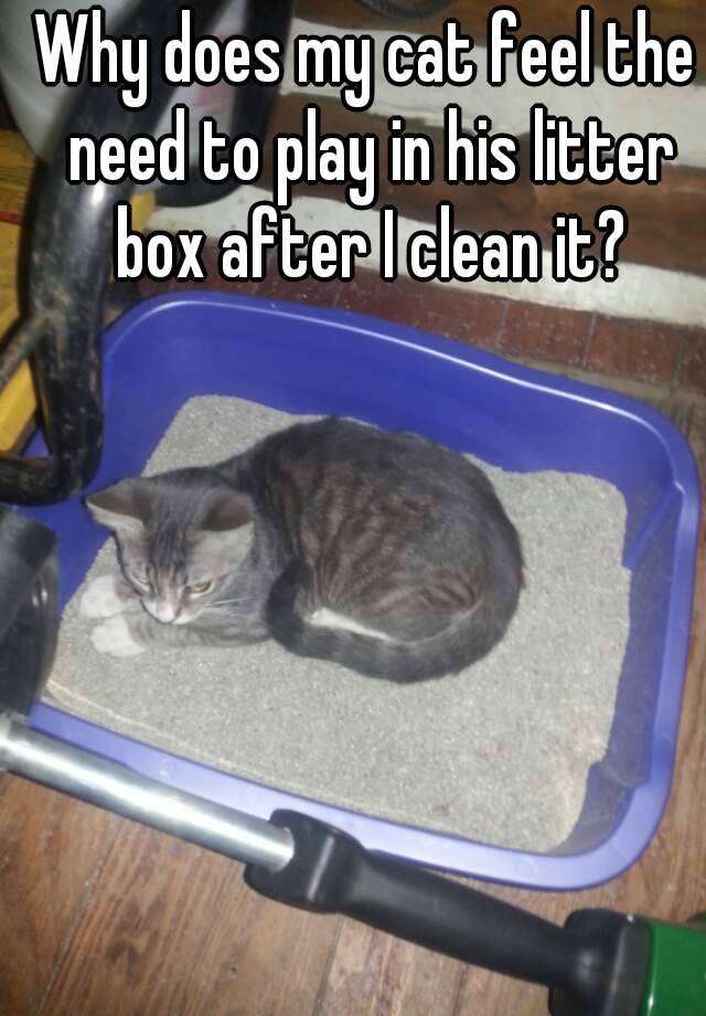 Why does my cat feel the need to play in his litter box ...