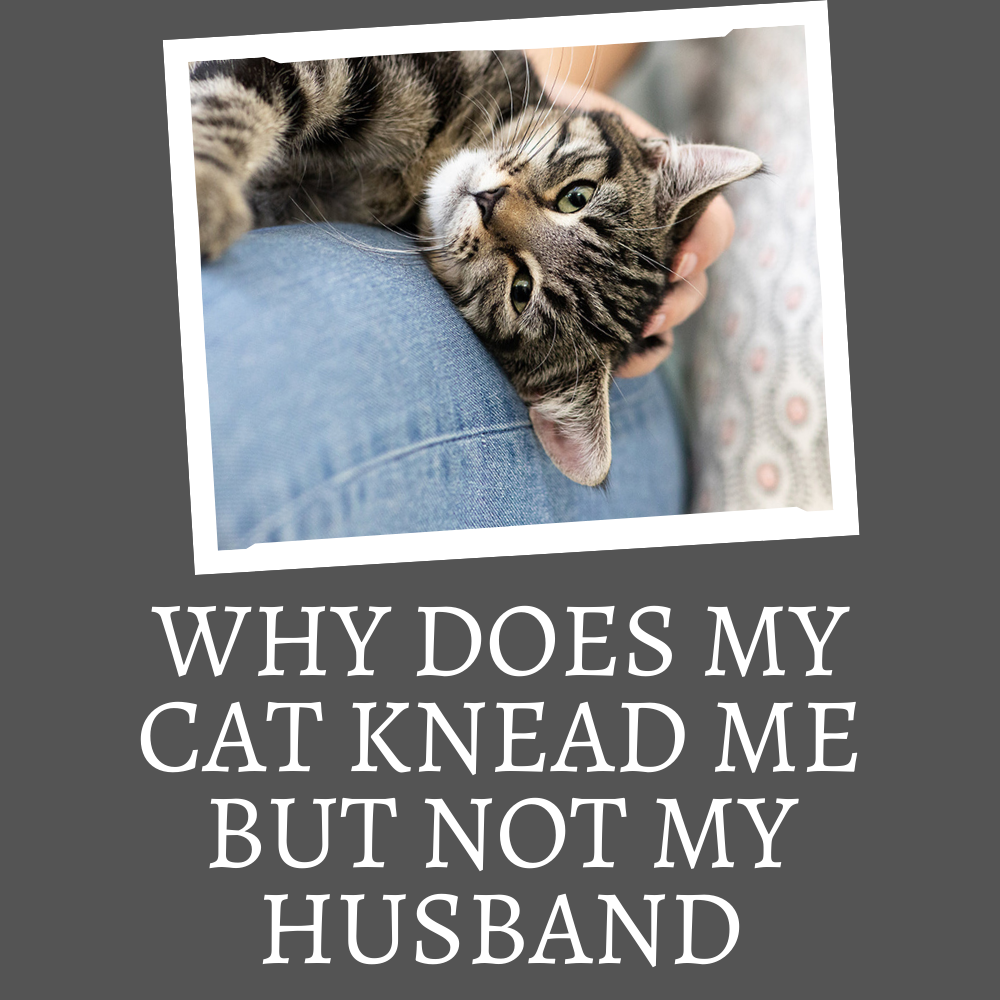 WHY DOES MY CAT KNEAD ME BUT NOT MY HUSBAND