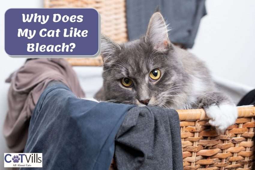 Why Does My Cat Like Bleach? (Protecting Your Feline)