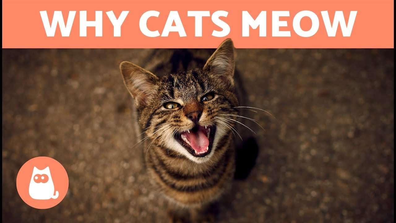 Why does my CAT MEOW When They See Me?