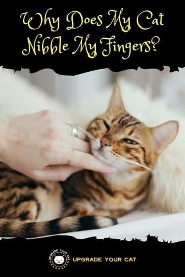 Why Does My Cat Nibble My Fingers? (What It Means ...