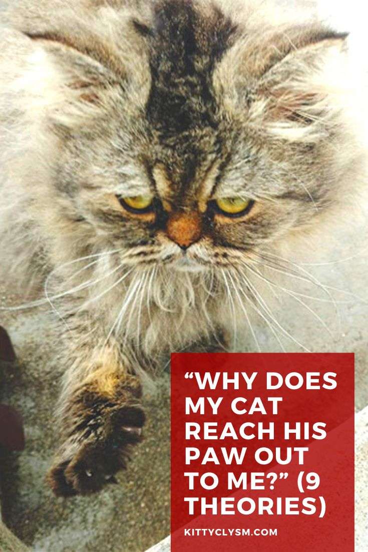 "Why Does My Cat Reach His Paw out to Me?" (9 Theories) in ...