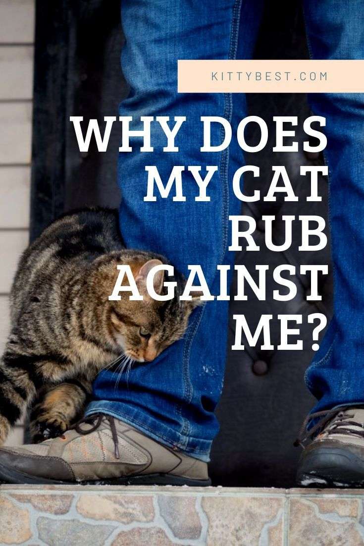 Why Does My Cat Rub Against Me? [Is It Love?] (With images ...