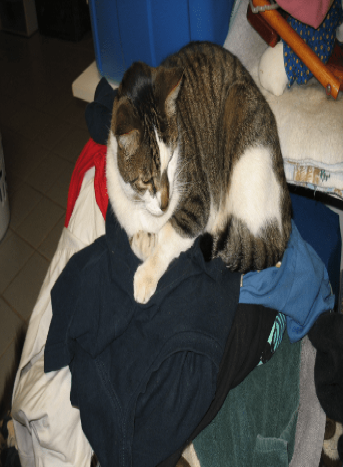 Why Does My Cat Sleep On My Clothes