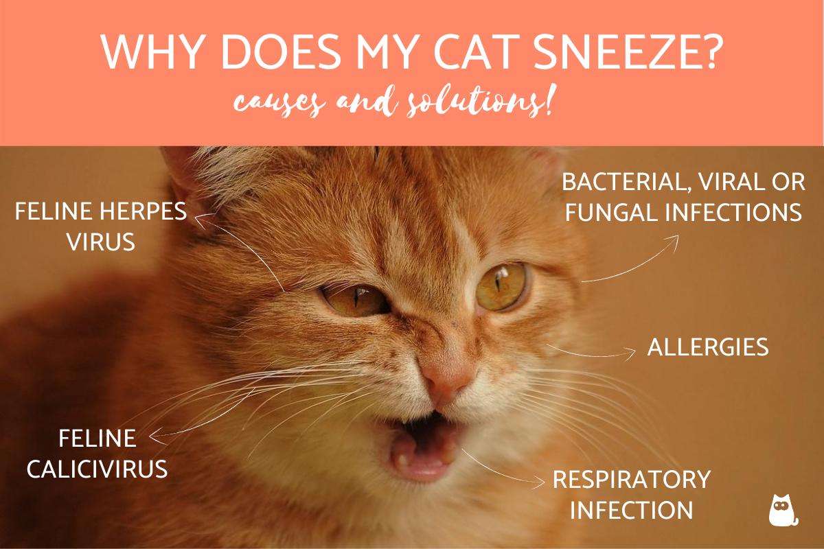 Why Does My Cat Sneeze?