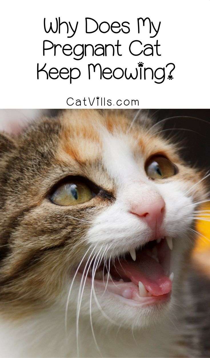 Why Does My Pregnant Cat Keep Meowing?