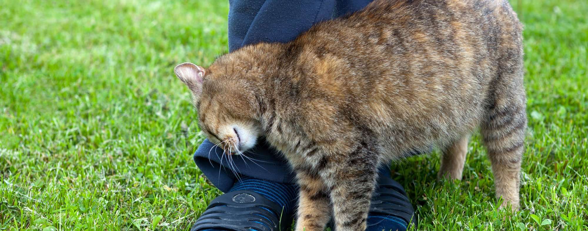 Why does your cat rub against your legs?