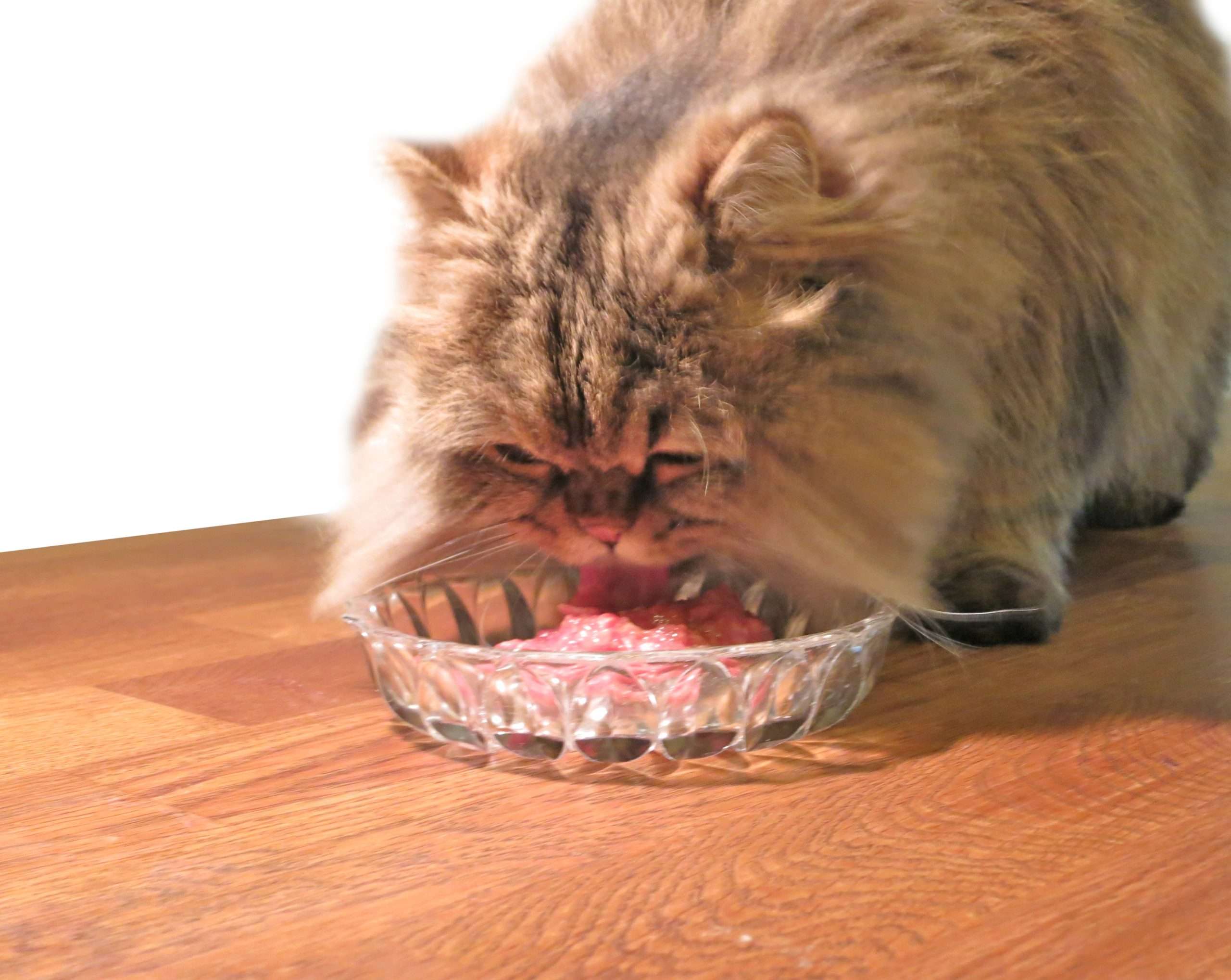 Why I feed My Cat Raw Meat