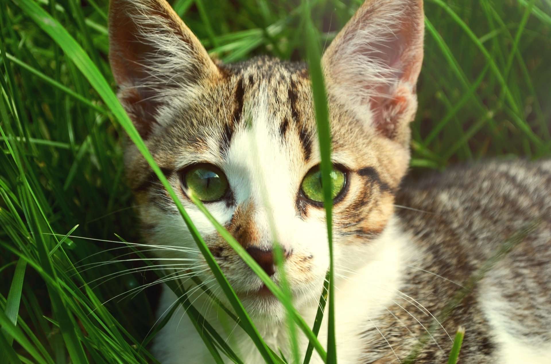 Why Is My Cat Eating Grass and Is It Safe?