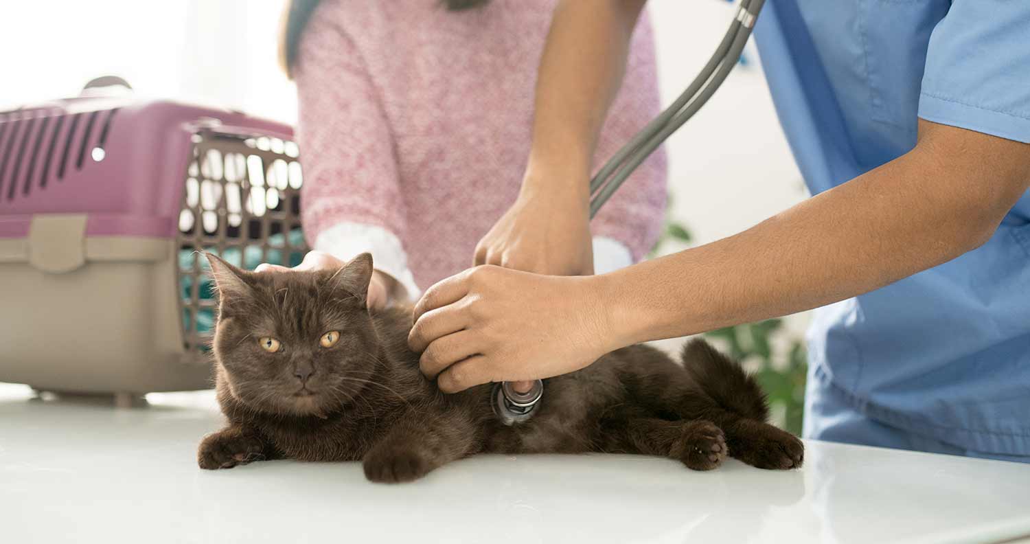 Why Is My Cat Limping? When to Take Your Limping Cat to ...