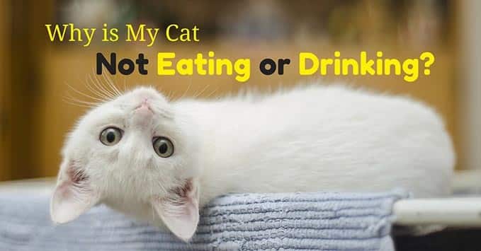 Why is My Cat Not Eating or Drinking? (Is It Sick ...
