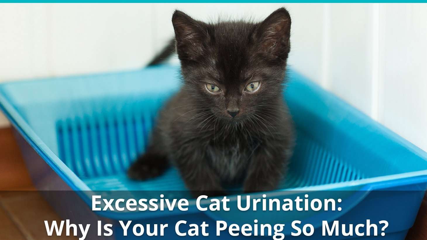 Why Is My Cat Peeing Excessively? How Often Do They Pee? Help!
