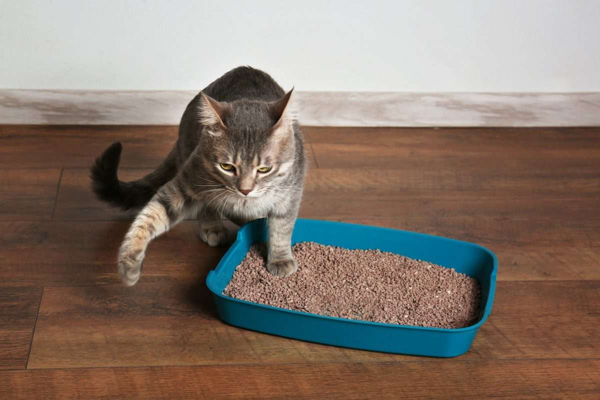 Why Is My Cat Peeing Outside the Litter Box?