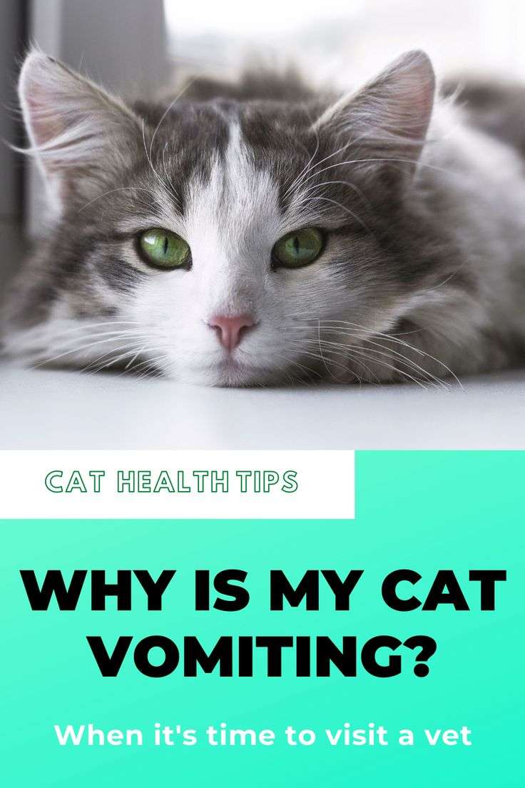 Why Is My Cat Throwing Up I Common Causes And Remedies in ...