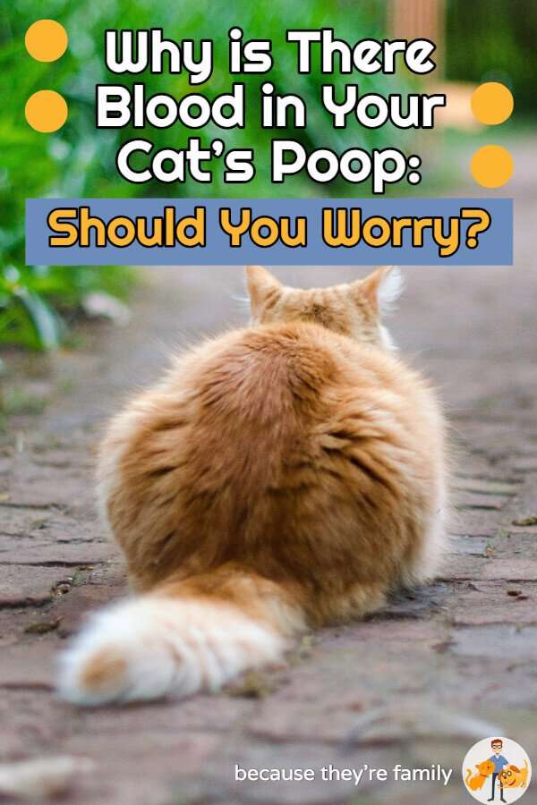 Why is There Blood in Your Cats Poop: Should You Worry ...