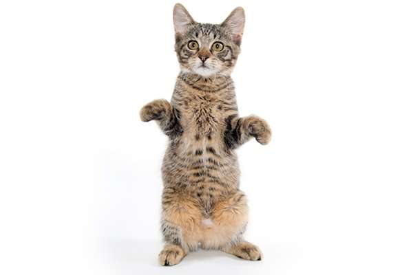 Why Is Your Cat Standing Up on His Hind Legs? 6 Reasons ...