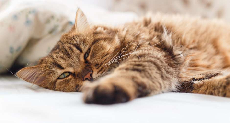 Why Is Your Senior Cat Throwing Up? 3 Common Causes