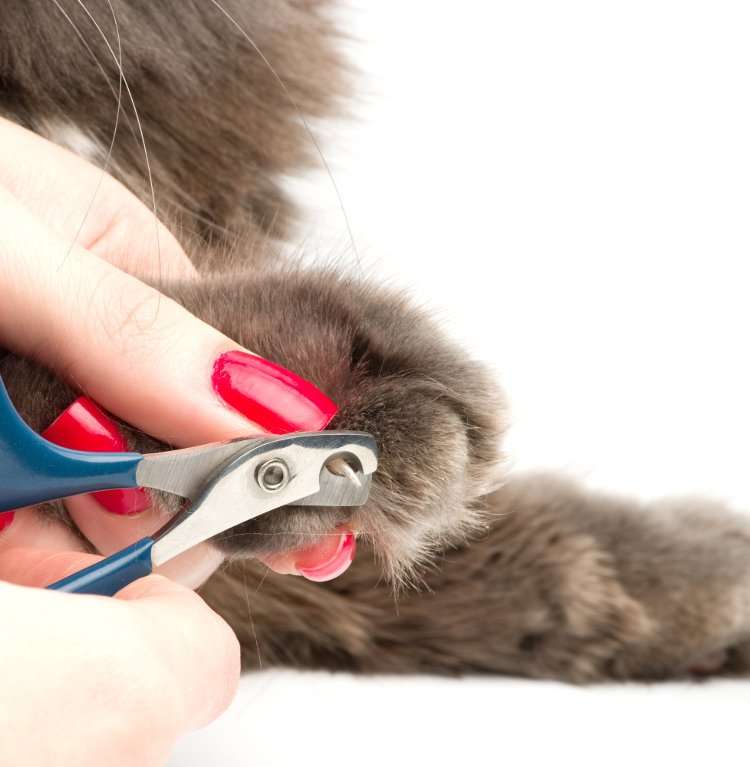 Why You Need to Trim Your Cat