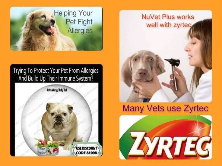 Zyrtec and NuVet Plus work well together for Itchy Dog ...